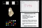 Foto (Objekt + Etikett) von Pithonoton marginatum (von Meyer, 1842)  (NHMW-GEO-2014-0194-0899)
